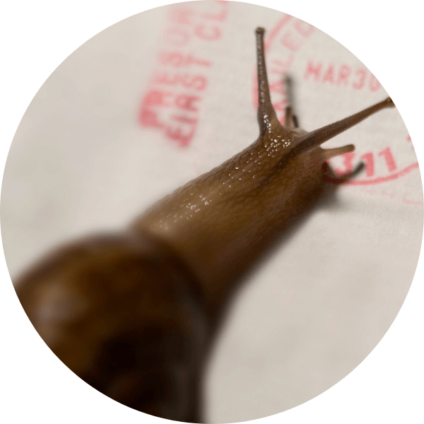 Send it snail mail : An Outside idea